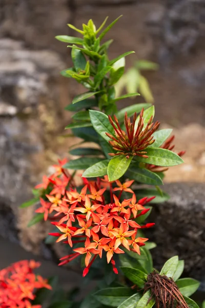 Wilde ixora blume in bali — Stockfoto