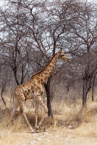 キリンは滝壺の近く — ストック写真