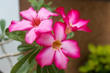 güzel kırmızı Adenium çiçekler