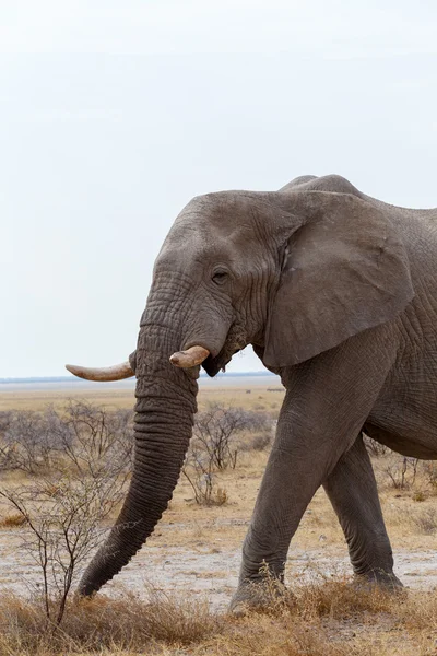 Grandes elefantes africanos no parque nacional de Etosha — Fotografia de Stock