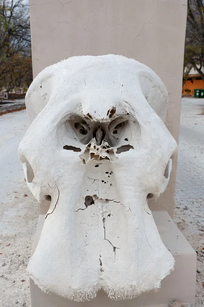Cráneo de elefante en el parque nacional de etosha — Foto de Stock