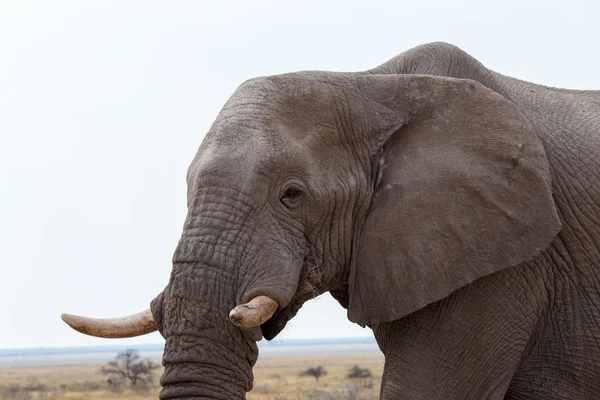 Big african elephants on Etosha national park — Stock Photo, Image