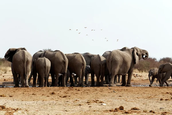 Herd of African elephants at a waterhole — Stock Photo, Image