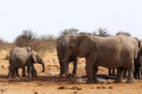 Herd of African elephants at a waterhole — Stock Photo, Image