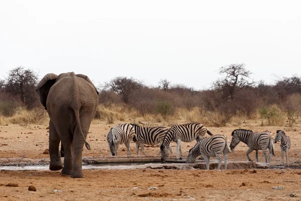 群非洲大象在水坑 — 图库照片