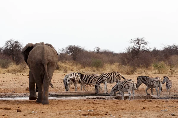 Manada de elefantes africanos en un pozo de agua — Foto de Stock