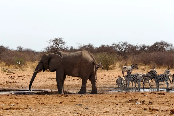 Rebanho de elefantes africanos em um buraco de água — Fotografia de Stock