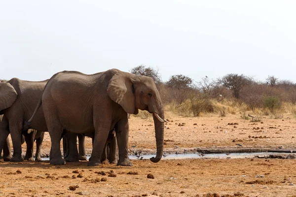 Herd of African elephants at a waterhole — Stock Photo, Image