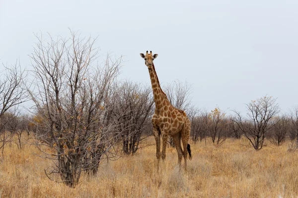 Giraffa camelopardalis in der Nähe von Wasserloch — Stockfoto