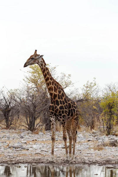 Giraffa camelopardalis nära vattenhål — Stockfoto