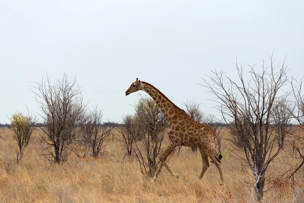 Giraffa zsiráf közelében például víznyelő — Stock Fotó