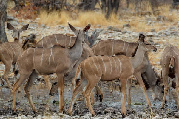 Troupeau du Kudu sur le chemin du trou d'eau — Photo