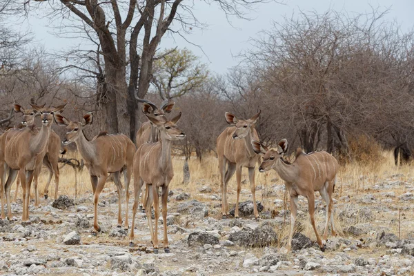 Troupeau du Kudu sur le chemin du trou d'eau — Photo