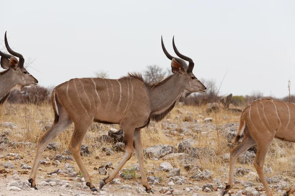 Besättning av Kudu på väg till vattenhål — Stockfoto