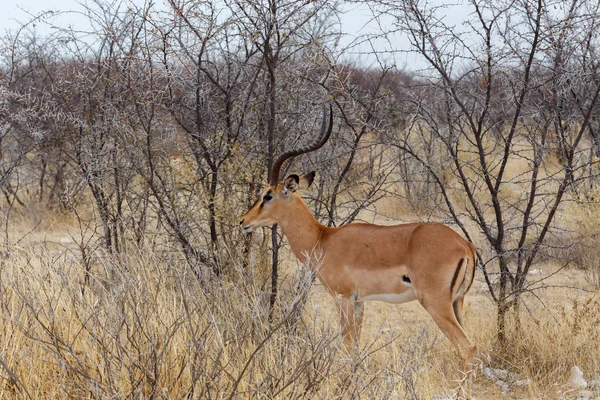Impala antilop erkek portresi — Stok fotoğraf