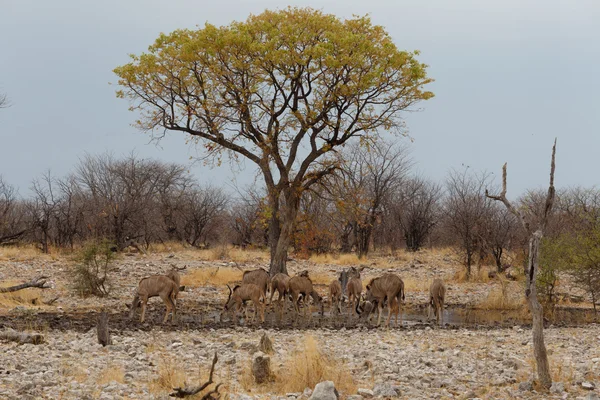 Κοπάδι των μεγάλη αντιλόπη της Αφρικής στο δρόμο για να waterhole — Φωτογραφία Αρχείου