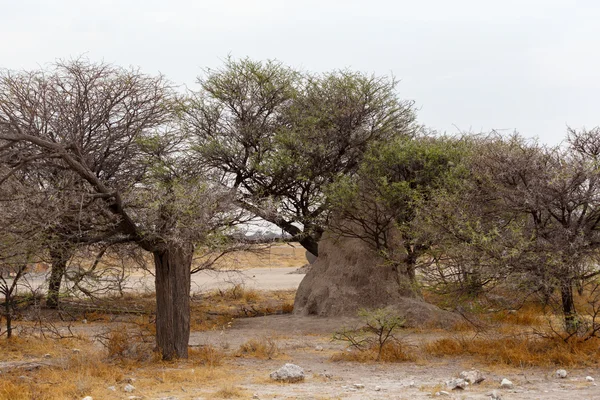 Paisaje reserva de caza namibia — Foto de Stock