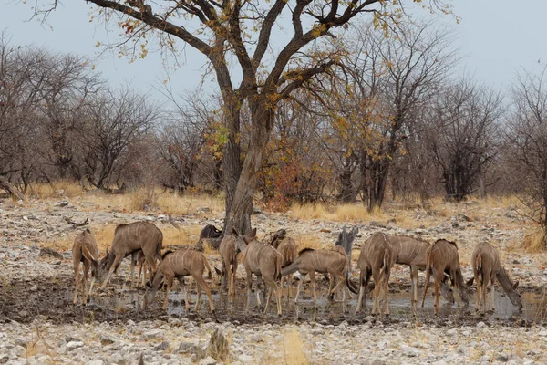 Troupeau du Kudu sur le chemin du trou d'eau — Photo