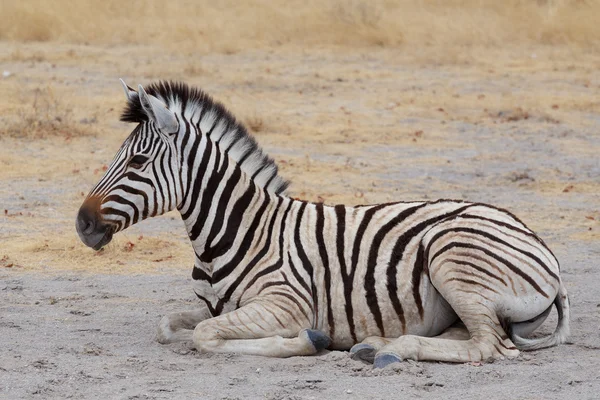 Молодая зебра в африканских кустах — стоковое фото