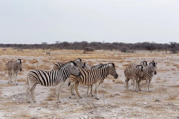 Zebra v africké buši — Stock fotografie
