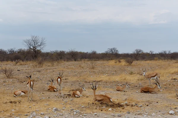 Antilope saltante Antidorcas marsupialis — Foto Stock