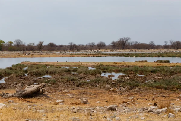 Lege waterhole in Namibië wildpark — Stockfoto