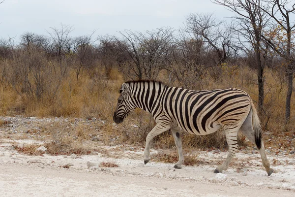 Cebra en arbusto africano —  Fotos de Stock