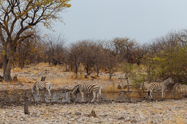 Zebra in african bush. Etosha national Park, Ombika, Kunene, Namibia. True wildlife photography
