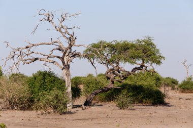 vahşi Afrika manzara, Chobe Ulusal Parkı