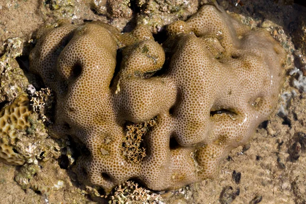 Coral na maré baixa, indonésia — Fotografia de Stock