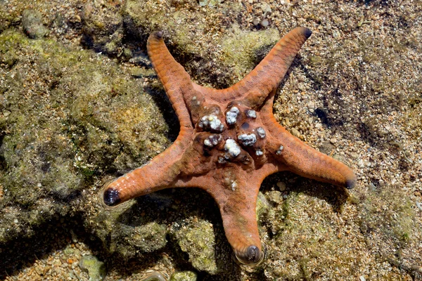 Seestern bei Ebbe, Indonesien — Stockfoto