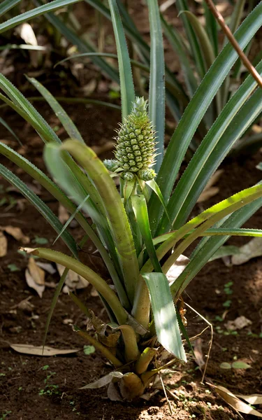 Ananas fresco in giardino, Bali Indonesia — Foto Stock