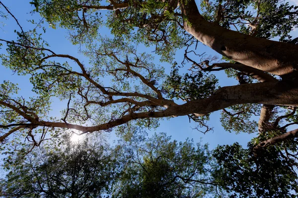 Treetop σε chobe, Μποτσουάνα — Φωτογραφία Αρχείου