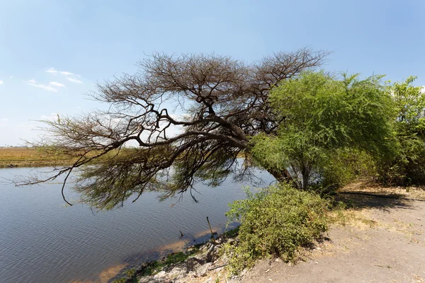 Chobe river Botswana — Stock Photo, Image