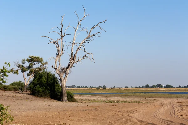 Vilda afrikanska landskap, Chobe national park — Stockfoto