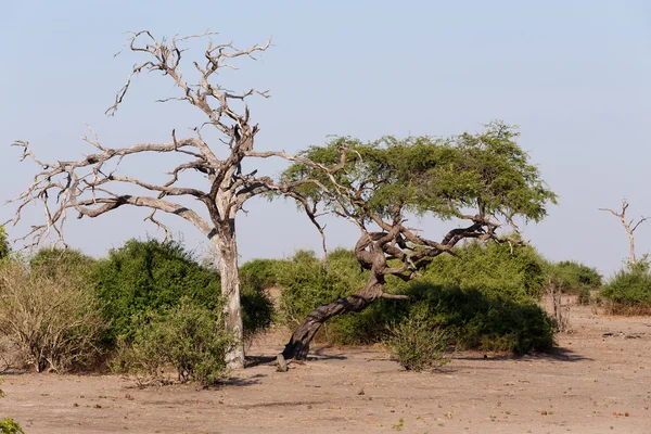 Paisaje salvaje africano, Parque nacional del Chobe —  Fotos de Stock