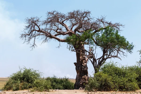Majestatyczny baobabu — Zdjęcie stockowe