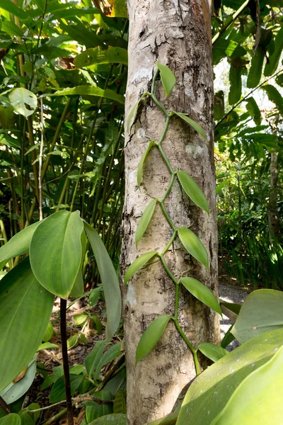 Свіже листя ванілі на дереві — стокове фото