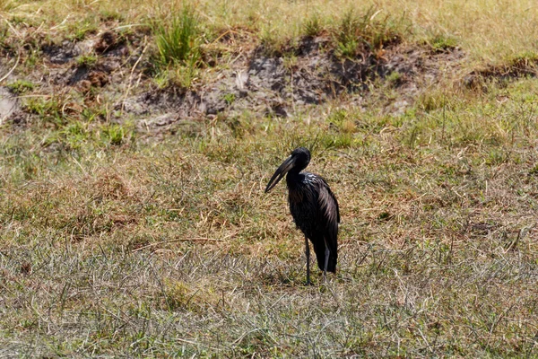 Openbill africano en Chobe — Foto de Stock