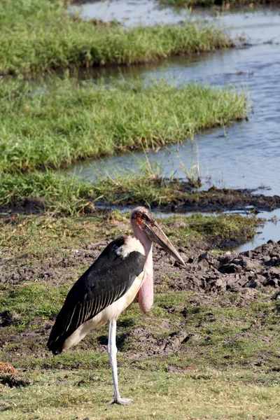 Marabou cegonhas vida selvagem — Fotografia de Stock