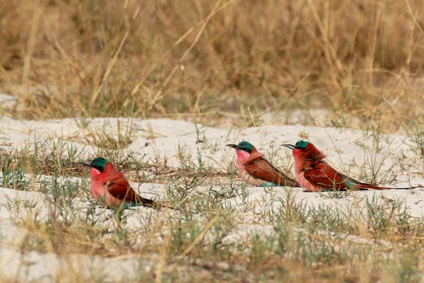 Large nesting colony of Nothern Carmine Bee-eater — Stock Photo, Image