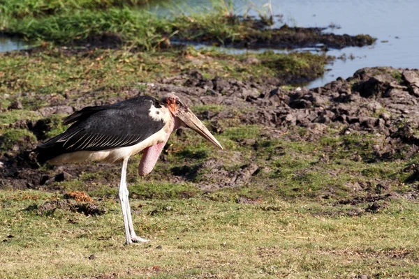 Marabou cegonhas vida selvagem — Fotografia de Stock