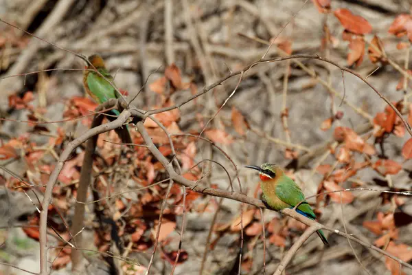 Bee-eater frenteblanco en el árbol — Foto de Stock