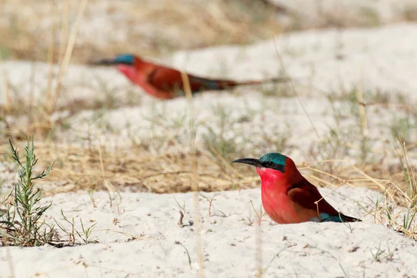 Large nesting colony of Nothern Carmine Bee-eater — Stock Photo, Image