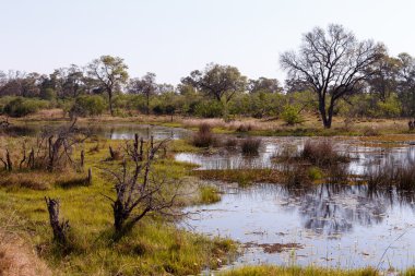 Okavango bataklıklarında manzara