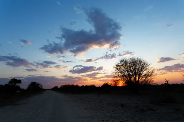 Африканський захід сонця з дерева в передній — стокове фото