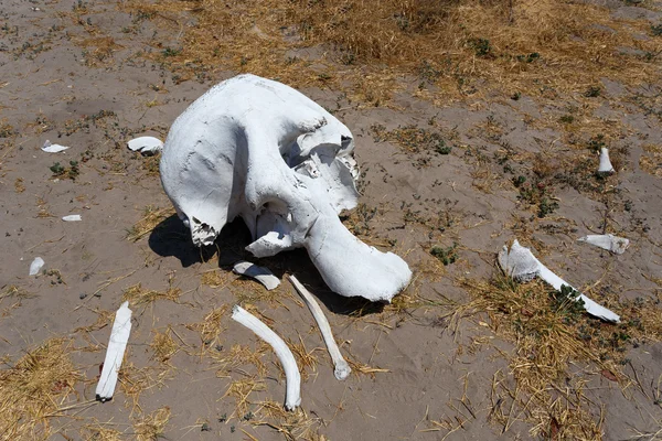 Cráneo de elefante en Okavango delta paisaje —  Fotos de Stock