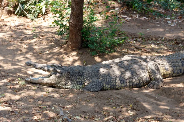 Retrato de um crocodilo do nilo — Fotografia de Stock