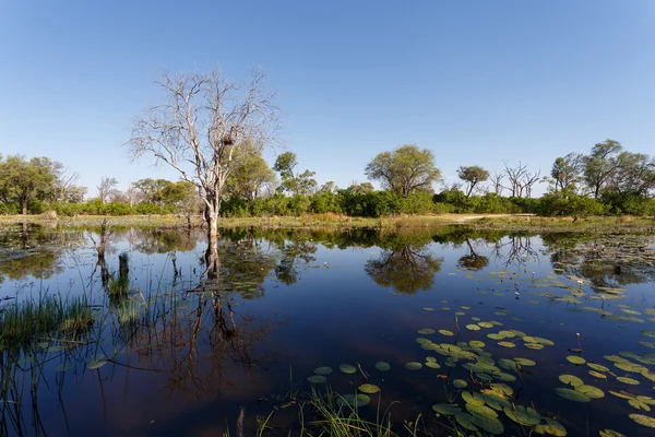 Landschap in de Okavango moerassen — Stockfoto