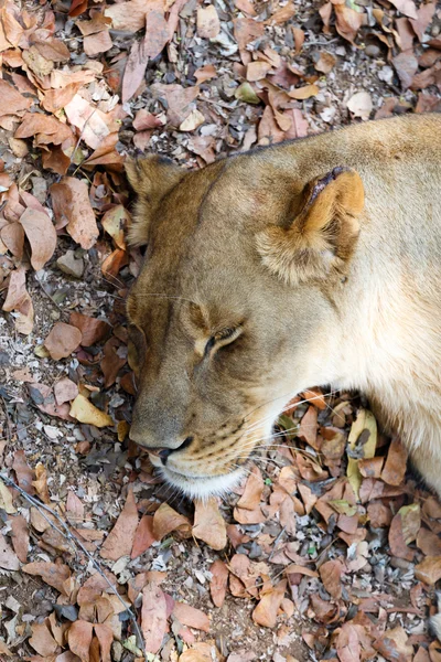 Portrait of big sleeping female Lion — Stock Photo, Image